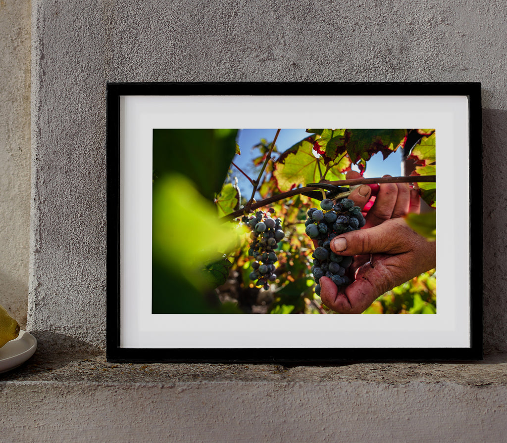 Grape Harvest In Peljesac