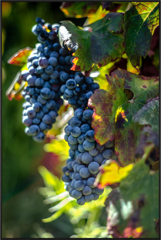 Fruit Of The Vine