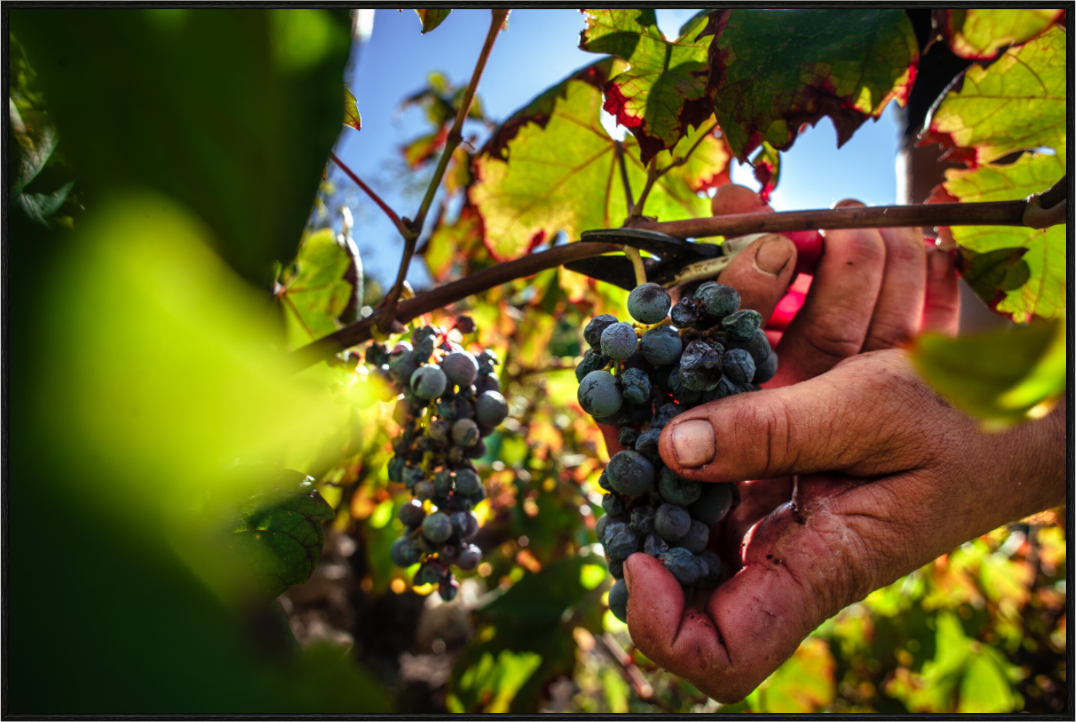 Grape Harvest In Peljesac